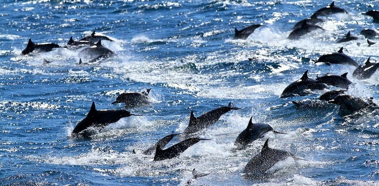 Dolphins at sea of cortez 